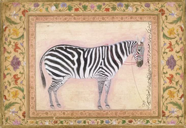 Zebra, aus dem 